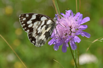 Damenbrett-Schmetterling auf Skabiose