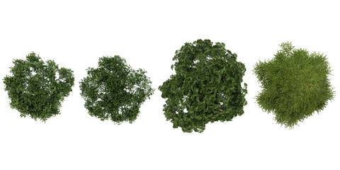 Fototapeta premium Collection of Picea,Pinus trees on transparent background from the top view