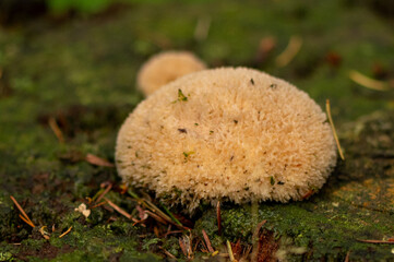 Close-up of a powderpuff bracket fungus at the veluwe