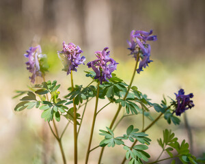 Obraz premium Purple wildflower Corydalis solida, fumewort or bird in a bush, in bloom. Bird in a Bush, Fumewort (Corydalis solida, Corydalis bulbosa, Fumaria bulbosa), blooming. 