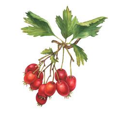 Hawthorn on twigs with green leaves and bright red berries (crataegus, quickthorn, thornapple, whitethorn, Mayflower or hawberry). Watercolor hand drawn illustration isolated on a white background