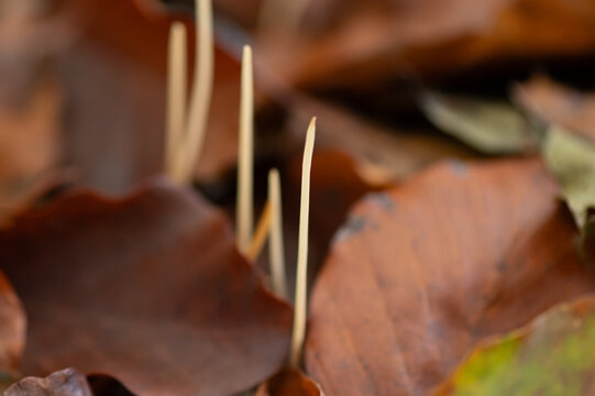 close-up of a yellow skinny fungus between leaves