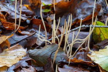 close-up of a large group of yellow skinny fungus between leaves