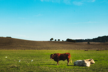 Cows Grazing with Herons in a Pastoral Landscape