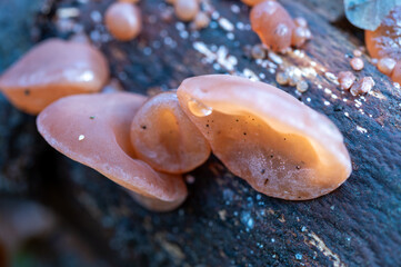 close-up of a group of wood ear fungus on a treetrunk