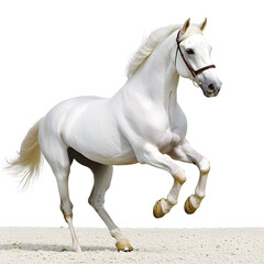 Obraz premium Majestic White Stallion Horse Rearing Up on Sand