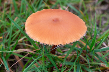 close-up of a single Laccaria proxima fungus