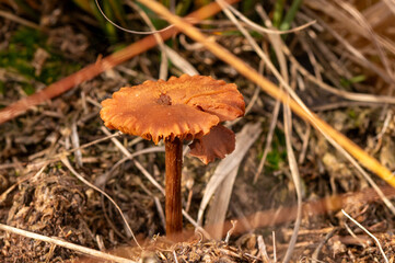 close-up of a single Laccaria proxima fungus