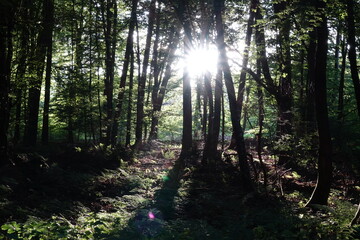 Wald mit Sonne