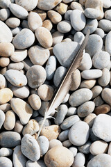 Feather of seagull on pebbles beach