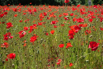 Fototapeta premium Klatschmohnfeld