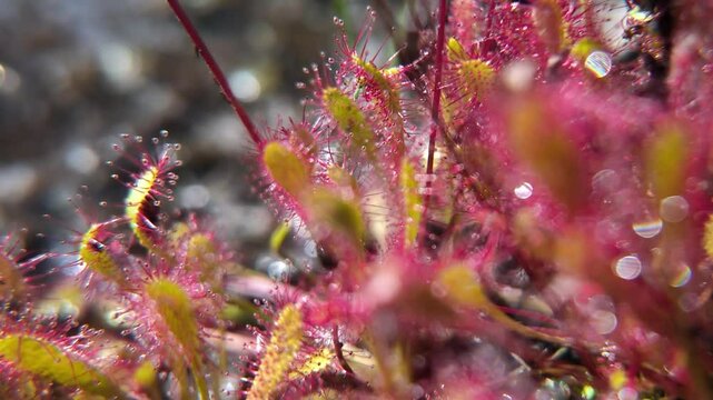 dynamic close-up of a sundew plant in slow motion