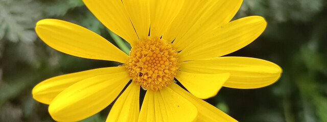 Panorámica de una margarita amarilla
