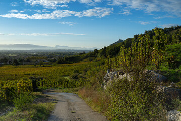 Panoramic view on the Cornas vineyard during harvest season with Crussol castle and Vercors mountains on the background.