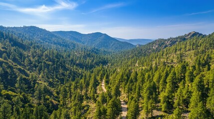 Fototapeta premium Aerial mountain woods road for tourists among peaceful hills forest growing. Rocky travel path drone view charming sequoia trees beautiful national park scene. Hilly spruces background concept