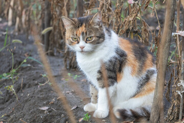 A calico cat, white with orange and black patches on its face, sits in the garden of an abandoned farm surrounded by dry vines