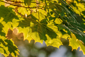 Maple branches with green and yellow leaves in autumn, in the light of sunset.