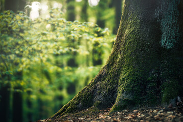 Fresh green forest in spring