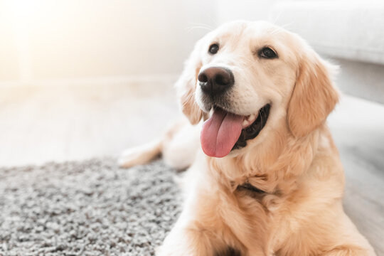 Healthy Pet. Closeup portrait of cute dog lying on the gray floor carpet indoors in living room at home, happy golden retriever resting near couch, modern house interior, selective focus - Powered by Adobe