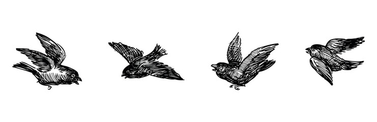 Sketches of four flying sparrows birds, vector hand drawn illustration isolated on white