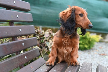 portrait of a dachshund in nature, beautiful long brown fur, natural environment