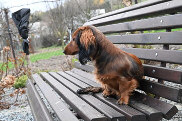 A close-up view of a young dachshund with a reddish-brown coat, sitting on a wooden bench in...