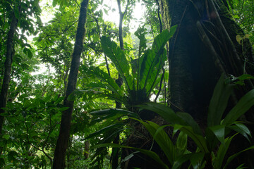 Fototapeta premium Costa Rica rain forest