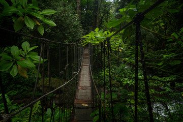 Obraz premium Suspension bridge in rain forest