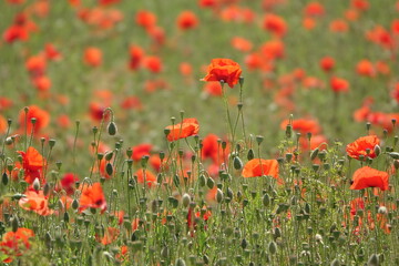 Klatschmohn
