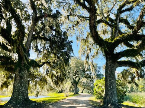 Live Oak trees with Spanish moss, Avery Islands, Louisiana