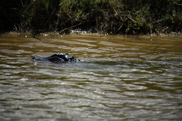 Obraz premium Alligator Lurking in the Shallow of the Bayou