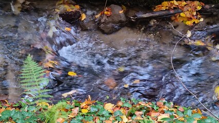 water in the forest