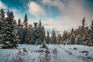 Winter in the mountains