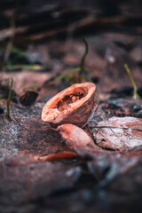 Winter in the mountains