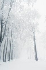 Winter in the mountains