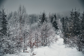 Winter in the mountains