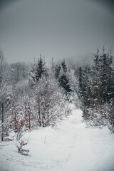 Winter in the mountains