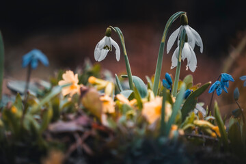 Spring in the mountains