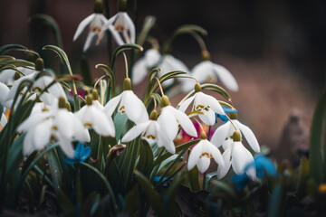 Spring in the mountains