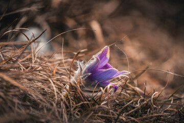 Spring in the mountains