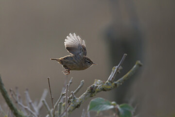 A wren in flight