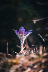 Spring in the mountains