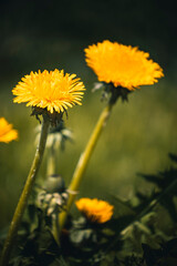 Spring in the mountains