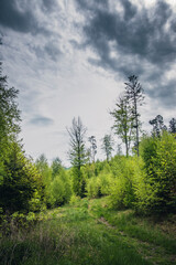 Spring in the mountains