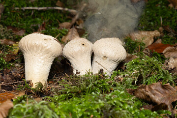 St&auml;ubling im Wald mit Sporen
