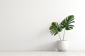 Minimalistic white room wall with a pot with monstera plant, shadow overlay