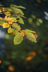 Autumn in the mountains