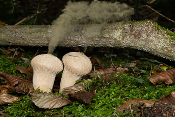 Stäubling im Wald mit Sporen
