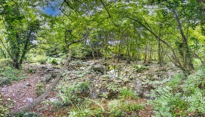 Forest trail with lush greenery, flowing stream, and sunlight filtering through the dense tree canopy
