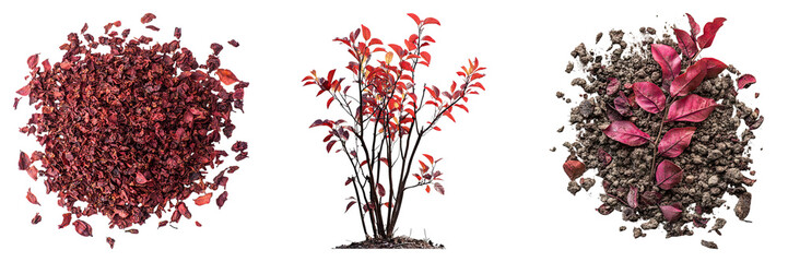 Naklejka premium Dry ground sumac isolated on transparent background, set of